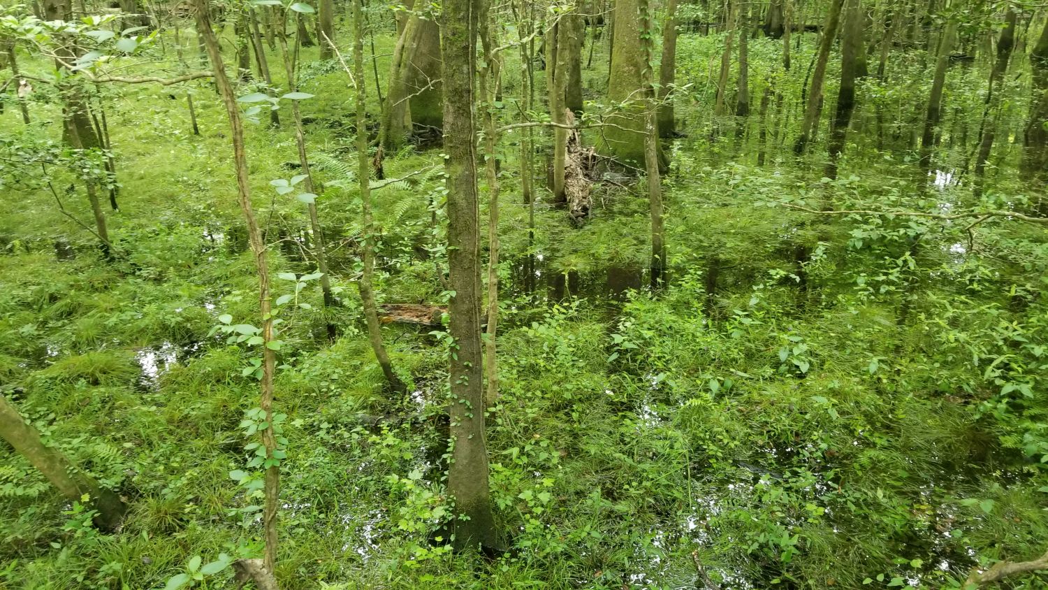 Congaree NP 